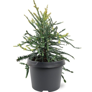 Sequoia sempervirens 'Adpressa' - image 3