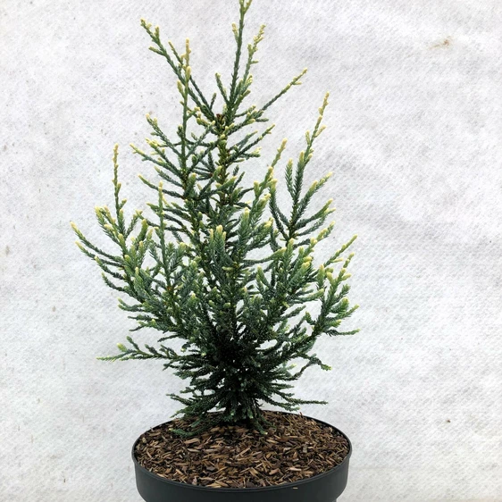 Sequoia sempervirens 'Lightning'
