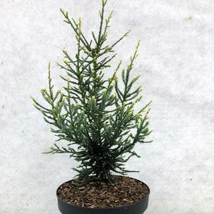 Sequoia sempervirens 'Lightning'