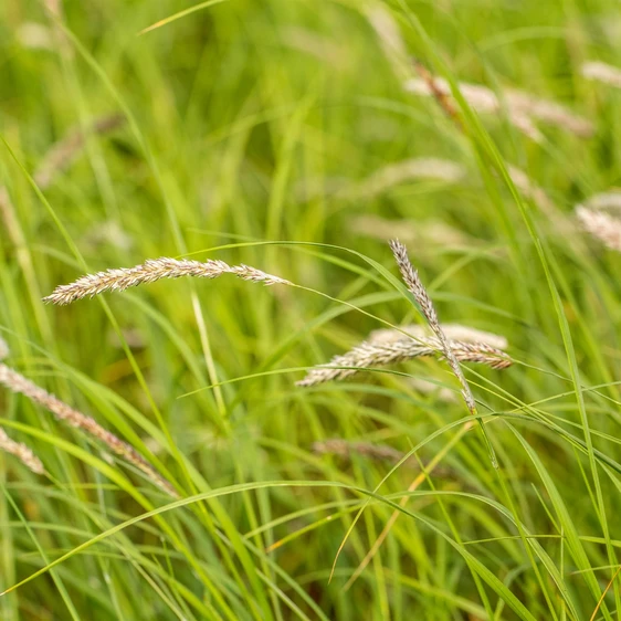 Sesleria autumnalis