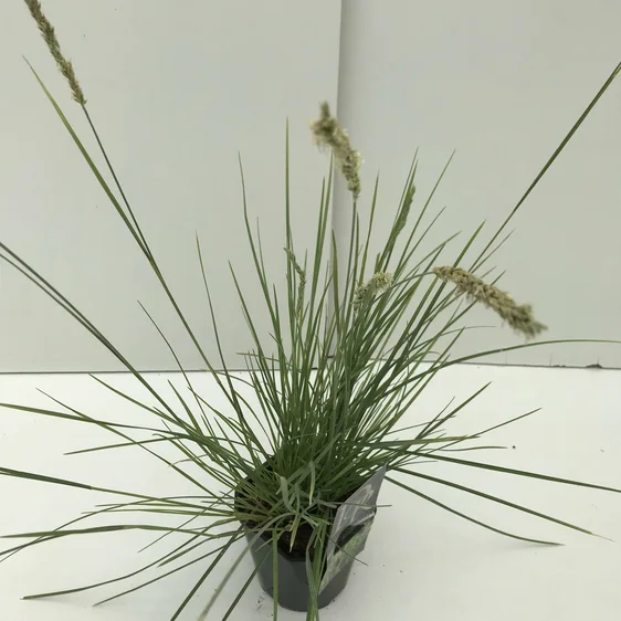 Sesleria autumnalis - image 3