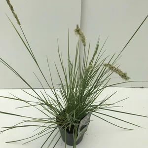 Sesleria autumnalis - image 3