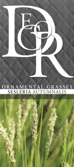 Sesleria autumnalis - image 4