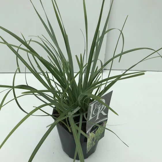 Sesleria heufleriana - image 1