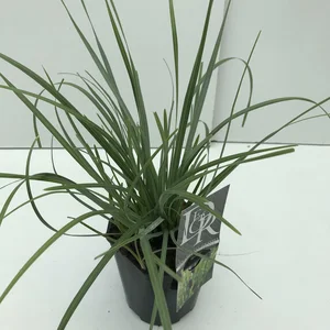 Sesleria heufleriana - image 1