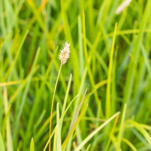 Sesleria heufleriana