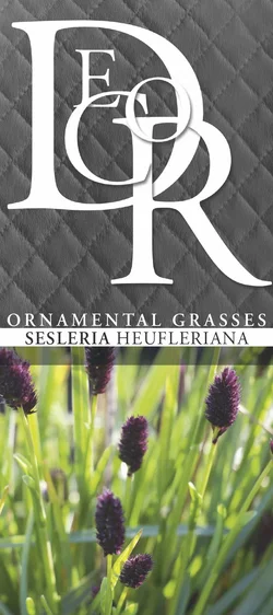 Sesleria heufleriana - image 2