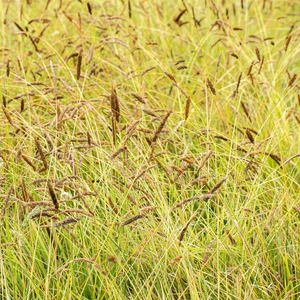 Sesleria nitida - image 1