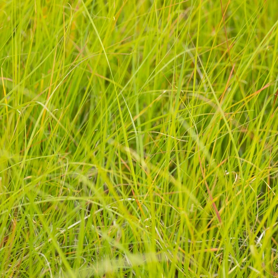 Sesleria nitida - image 2