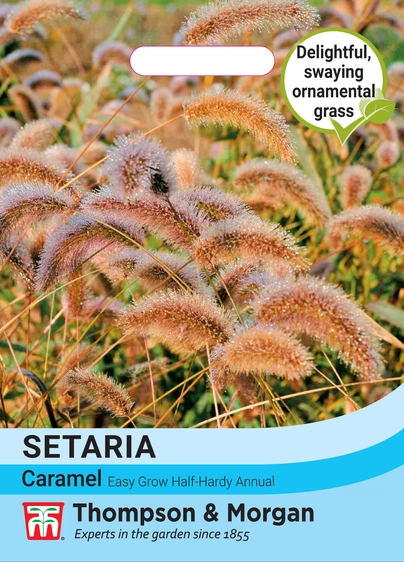 Setaria Caramel - image 1