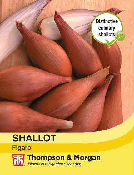 Shallot Figaro - image 1