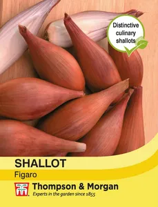 Shallot Figaro - image 1