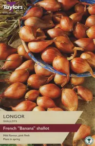 Shallot Longor