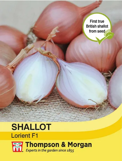 Shallot Lorient F1 - image 1