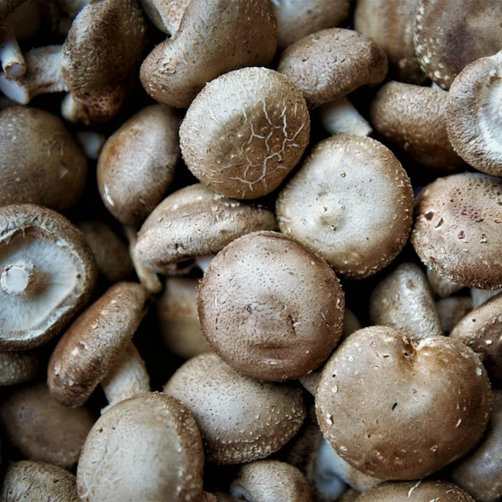 Shiitake Mushroom Growing Kit