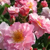 Shrub Roses