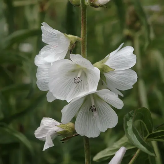 JerryFriedman, CC BY-SA 3.0 <https://creativecommons.org/licenses/by-sa/3.0>, via Wikimedia Commons