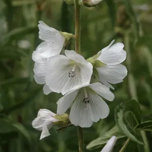 JerryFriedman, CC BY-SA 3.0 <https://creativecommons.org/licenses/by-sa/3.0>, via Wikimedia Commons