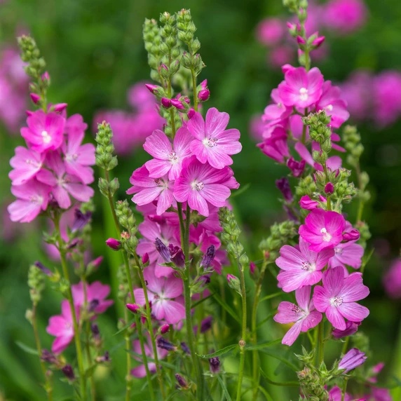 Image Credit: Ball Horticultural Company