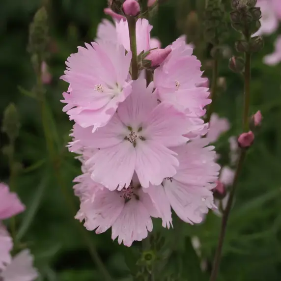 Sidalcea 'Elsie Heugh' 2L