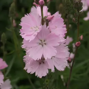 Sidalcea 'Elsie Heugh' 2L