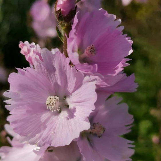 Sidalcea 'Little Princess' - image 1