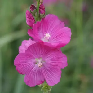 Sidalcea 'Party Girl' 1L