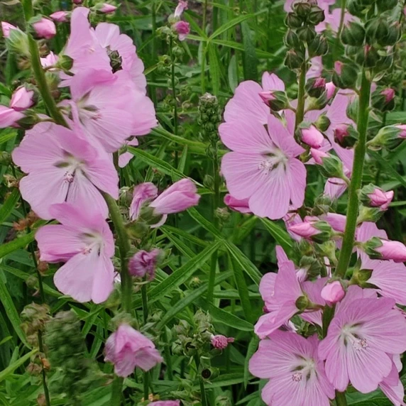 Sidalcea 'Shimmer' - image 1