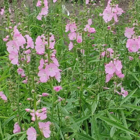 Picture Credit - Plantor