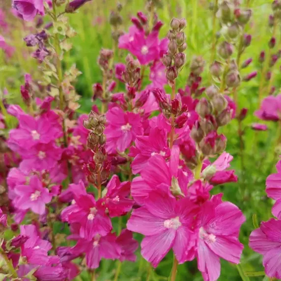 Sidalcea hybrida 'Wine Red' - image 1