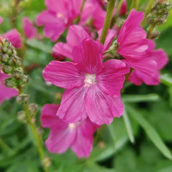 Sidalcea hybrida 'Wine Red' - image 2
