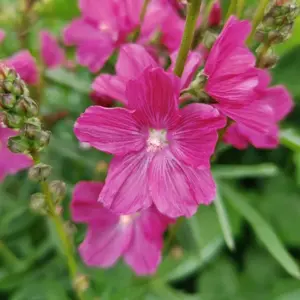 Sidalcea hybrida 'Wine Red' - image 2
