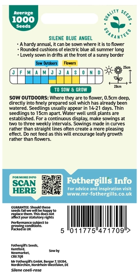 Silene Blue Angel Seeds - image 2