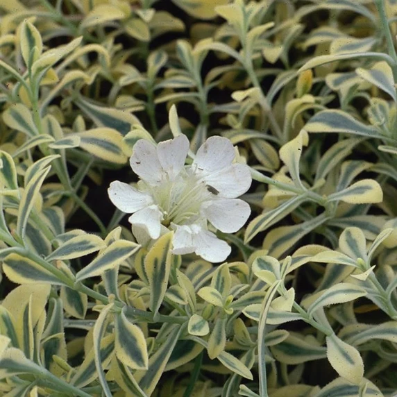 Picture - Kernock Park Plants
