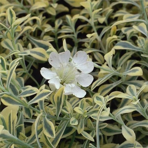 Picture - Kernock Park Plants