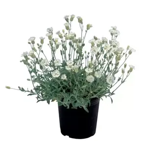 Silene maritima 1L