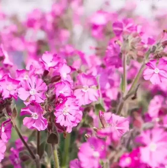 Silene dioica 'Rollie's Favourite' 3L - image 2