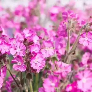 Silene dioica 'Rollie's Favourite' 3L - image 2
