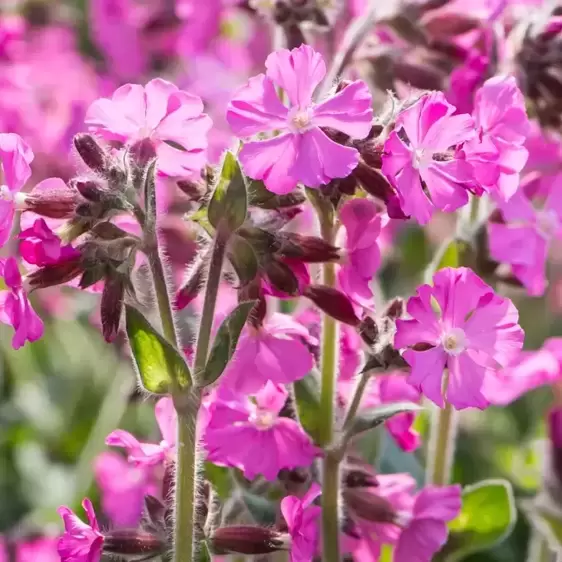 Silene dioica 'Rollie's Favorite' 1L - image 1