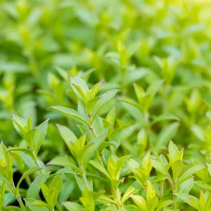 Silene schafta 1L