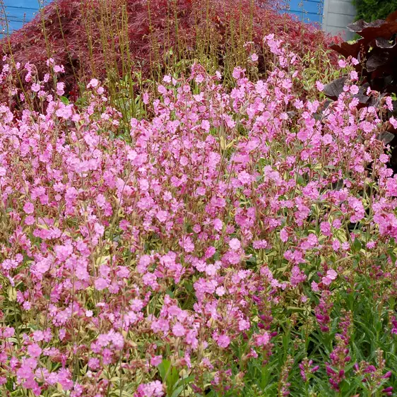 Photo(s) courtesy of TERRA NOVA® Nurseries, Inc.