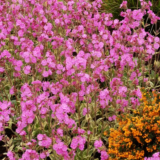 Photo(s) courtesy of TERRA NOVA® Nurseries, Inc.