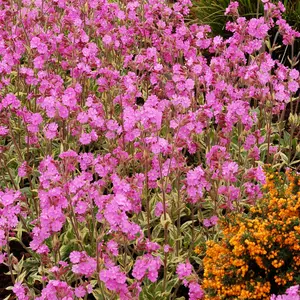 Photo(s) courtesy of TERRA NOVA® Nurseries, Inc.