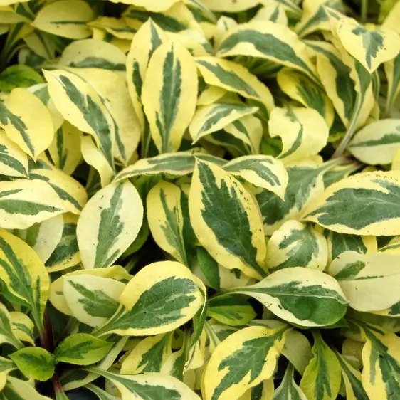 Photo(s) courtesy of TERRA NOVA® Nurseries, Inc.