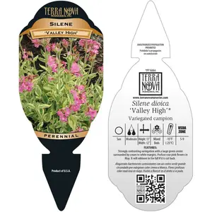 Photo(s) courtesy of TERRA NOVA® Nurseries, Inc.