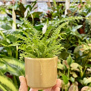 Simplicity Gold Pot -  Ø 6cm - image 2