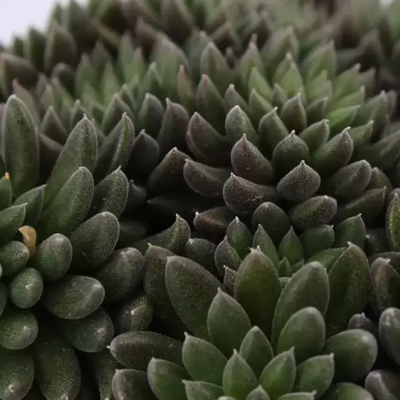 Sinocrassula yunnanensis 'Napoli Noire' - image 1