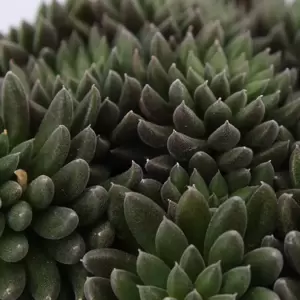 Sinocrassula yunnanensis 'Napoli Noire' - image 1