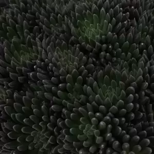 Sinocrassula yunnanensis 'Napoli Noire' - image 2