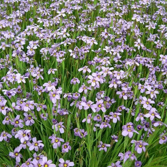 Picture - Kernock Park Plants